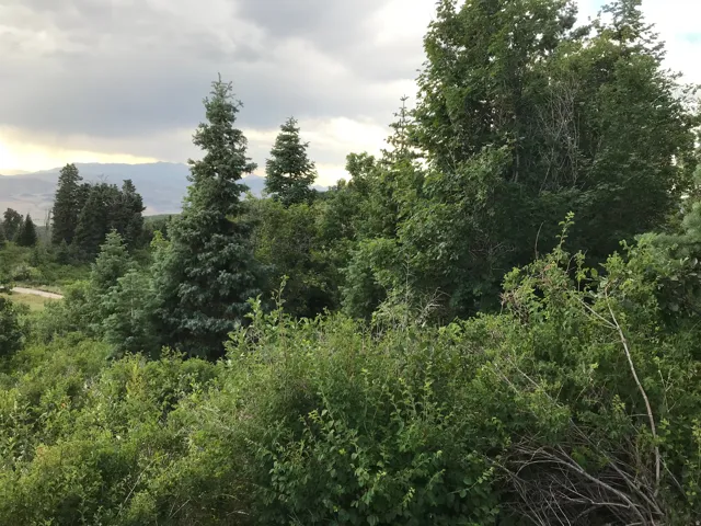 Pine trees