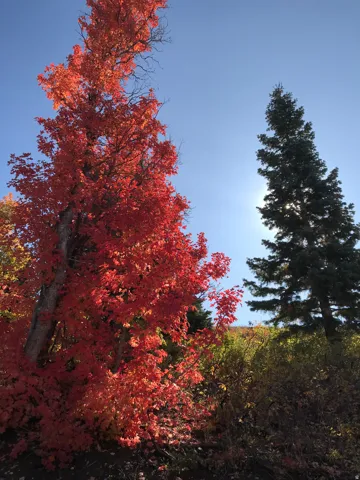 Fall Leaves