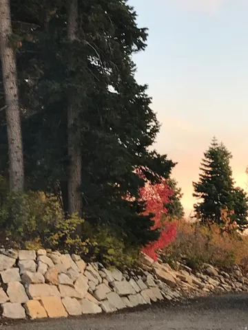 View of local wilderness