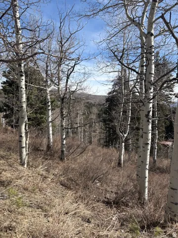 View of local wilderness