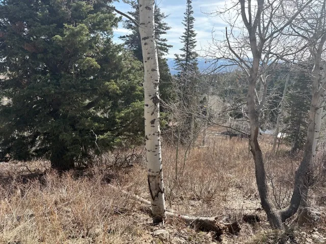 View of tree filled area