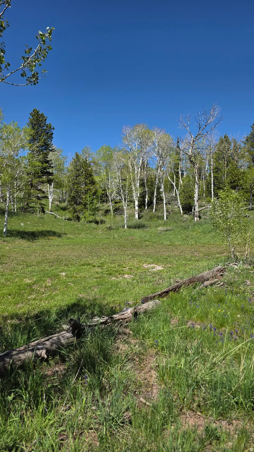 Expansive grassy terrain featuring a fallen log, surrounded by mature trees including aspens and evergreens