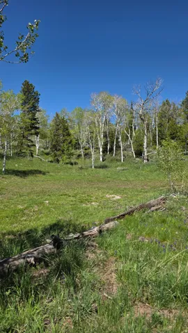 Expansive grassy terrain featuring a fallen log, surrounded by mature trees including aspens and evergreens