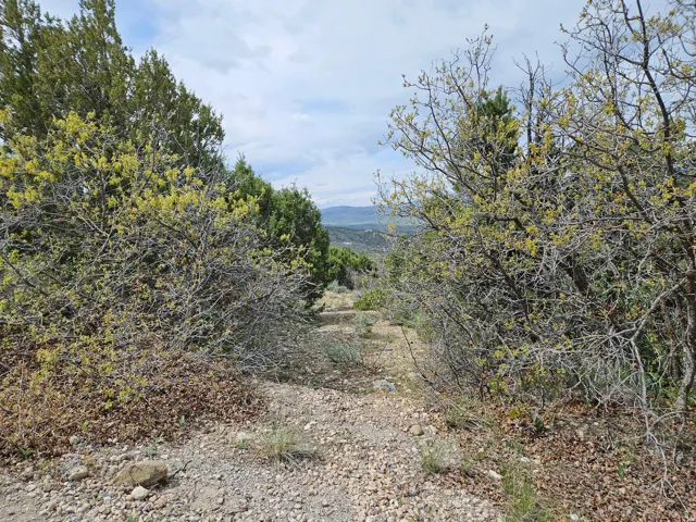 View of local wilderness