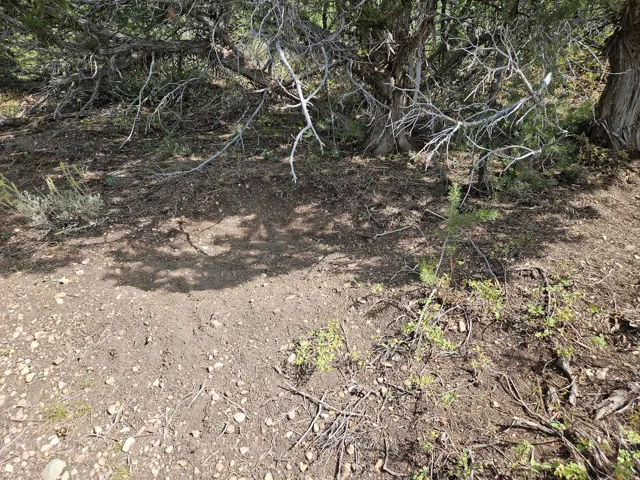 View of nature