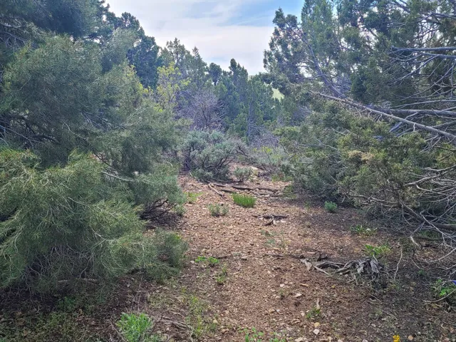 View of woods