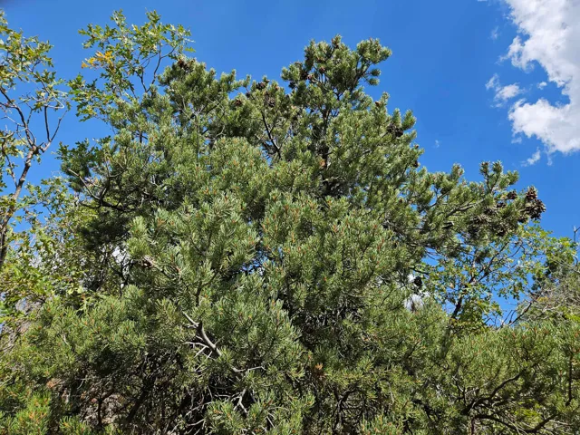 View of nature