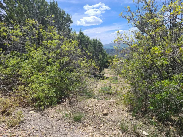 Mountain view featuring a forest