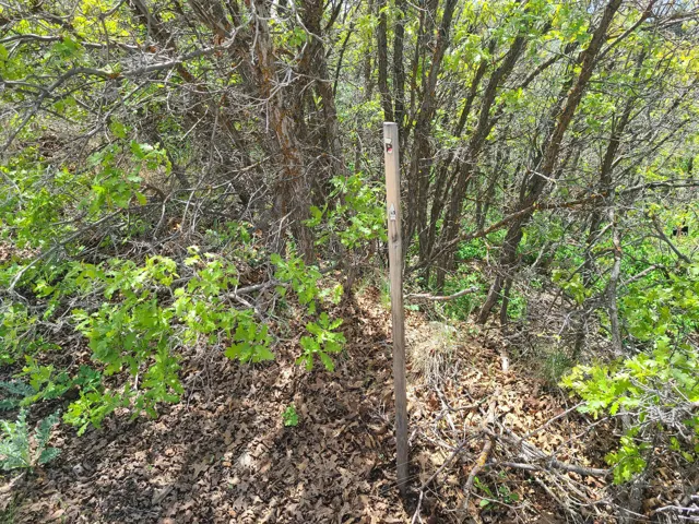 View of wooded area