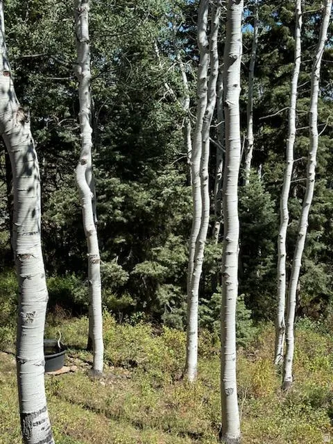 Exterior view of a forest