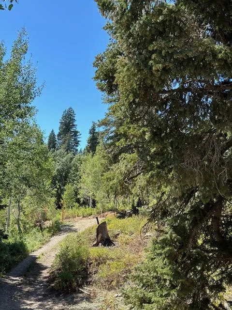 View of tree filled area