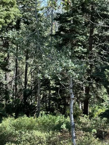 View of tree filled area