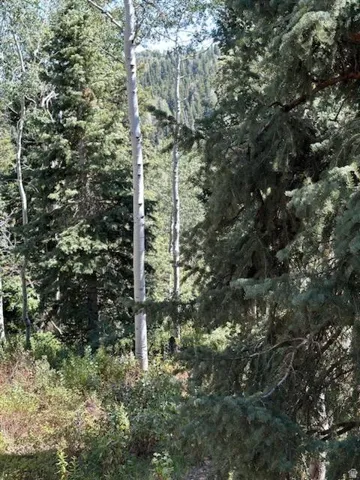 View of woods