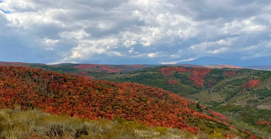Mountain view featuring a heavily wooded area