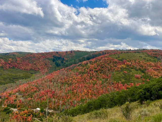 Mountain view with a forest