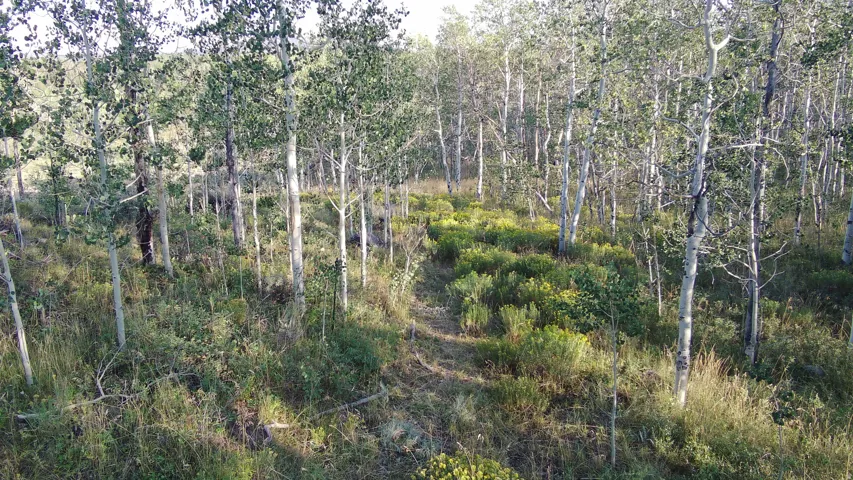 Wooded landscape with a path and mature trees