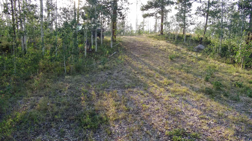 Wooded lot with mature trees and natural ground cover