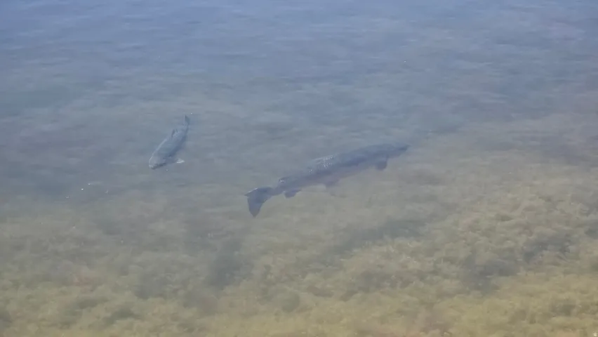 Community Fishing Pond