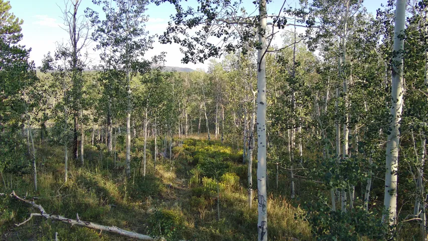 Expansive wooded property featuring mature trees and lush ground cover