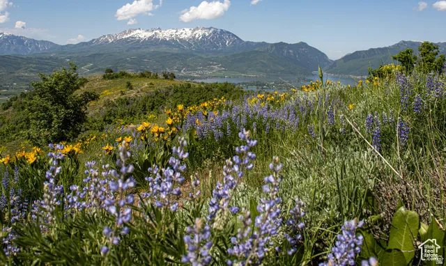 Summer view