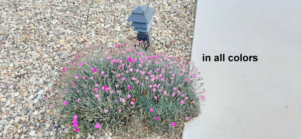 Pink Blooms.