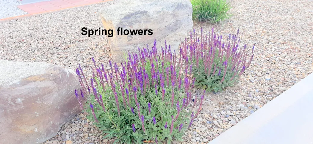 Purple Blooms.