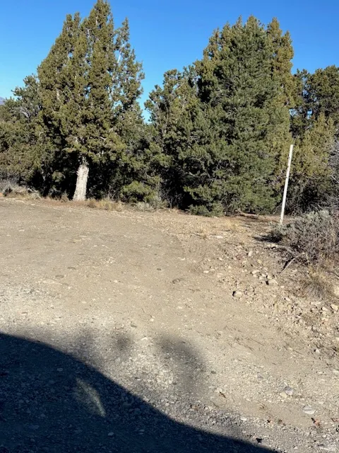 View of local wilderness