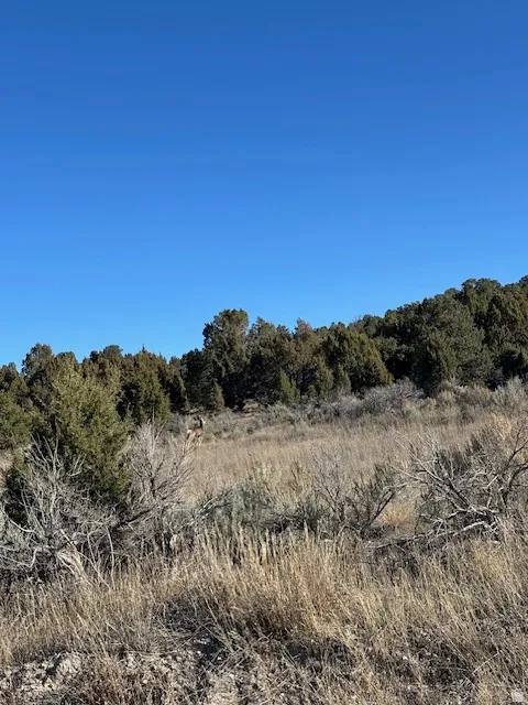 View of wooded area