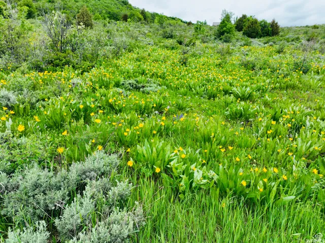 View of nature