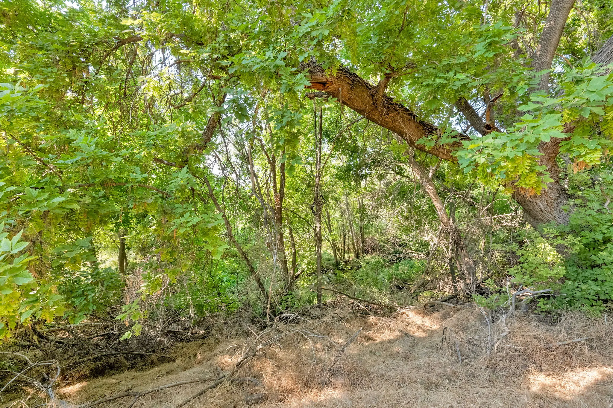 View of nature