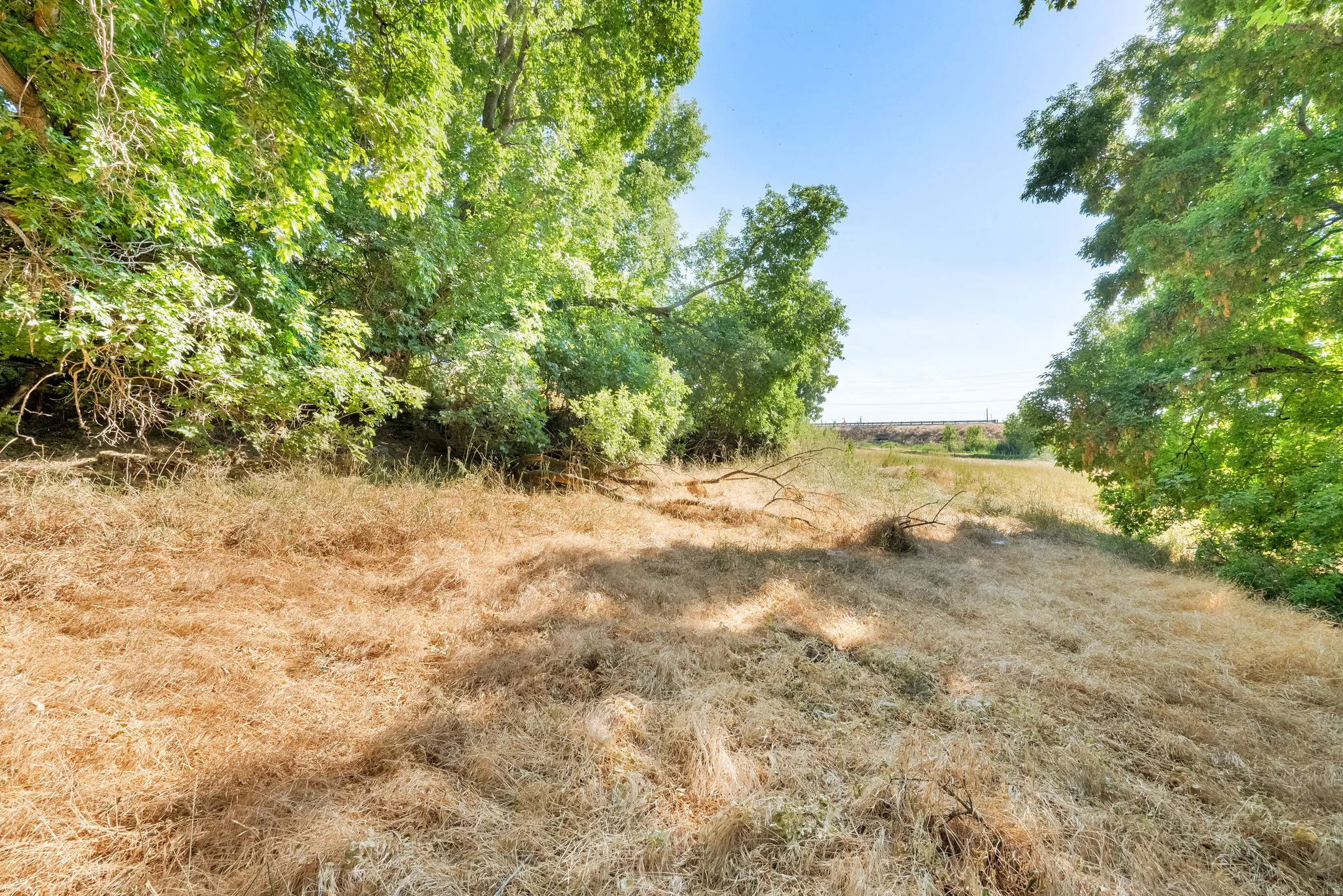 View of local wilderness