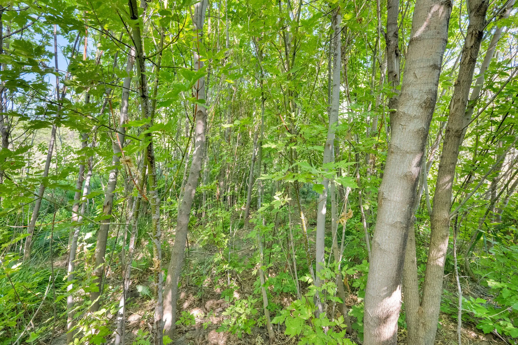 View of tree filled area