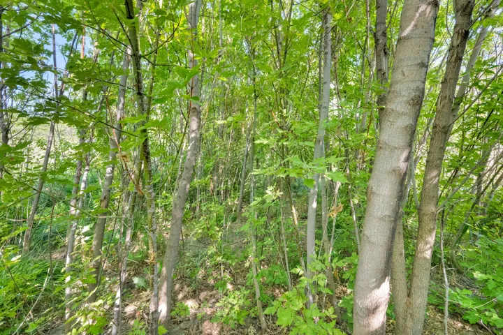 View of tree filled area