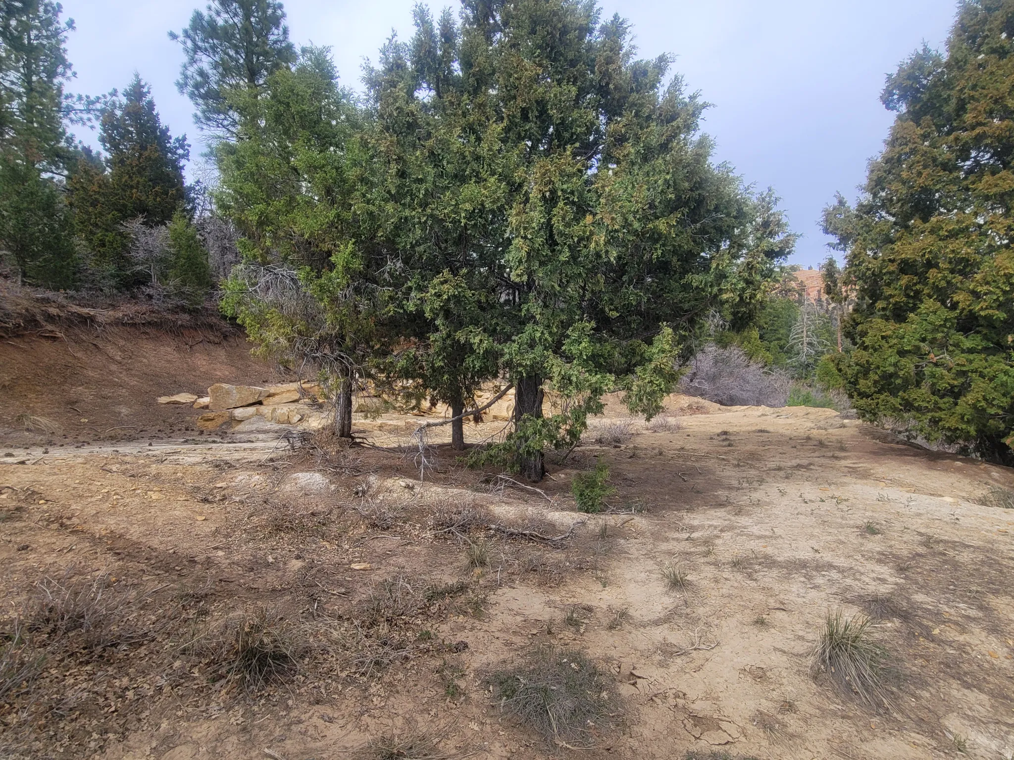 View of local wilderness