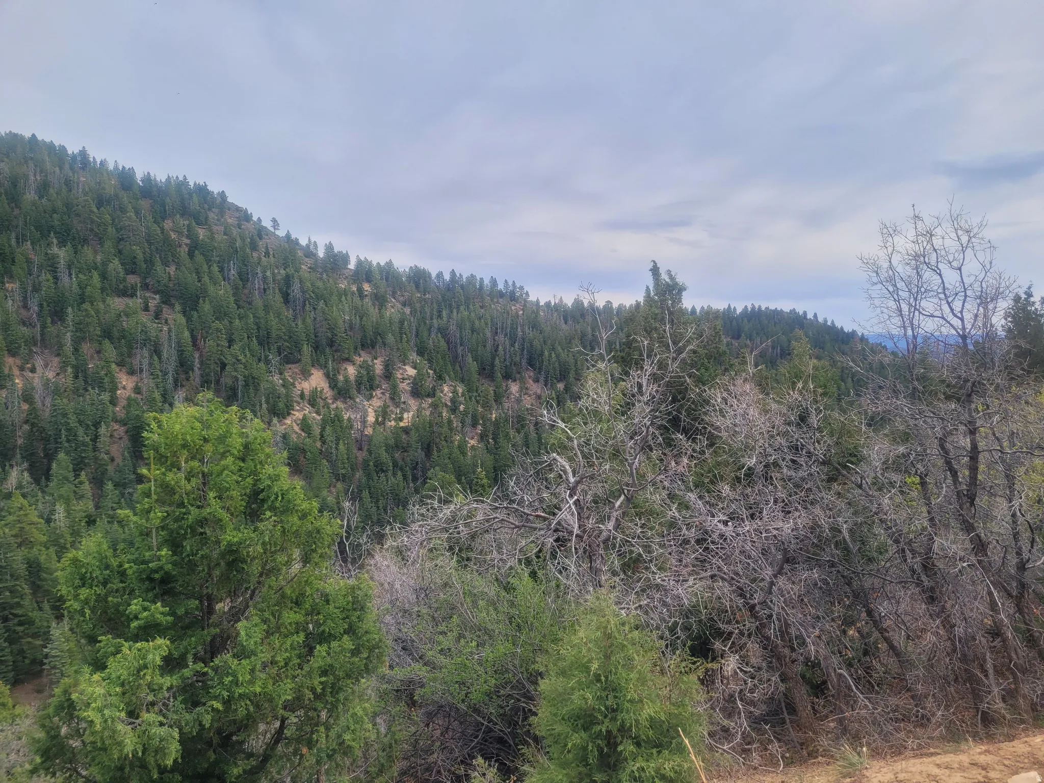 View of wooded area