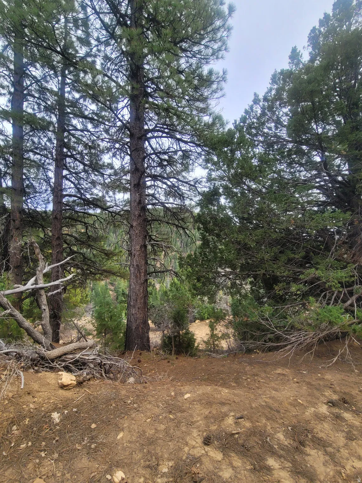 View of local wilderness