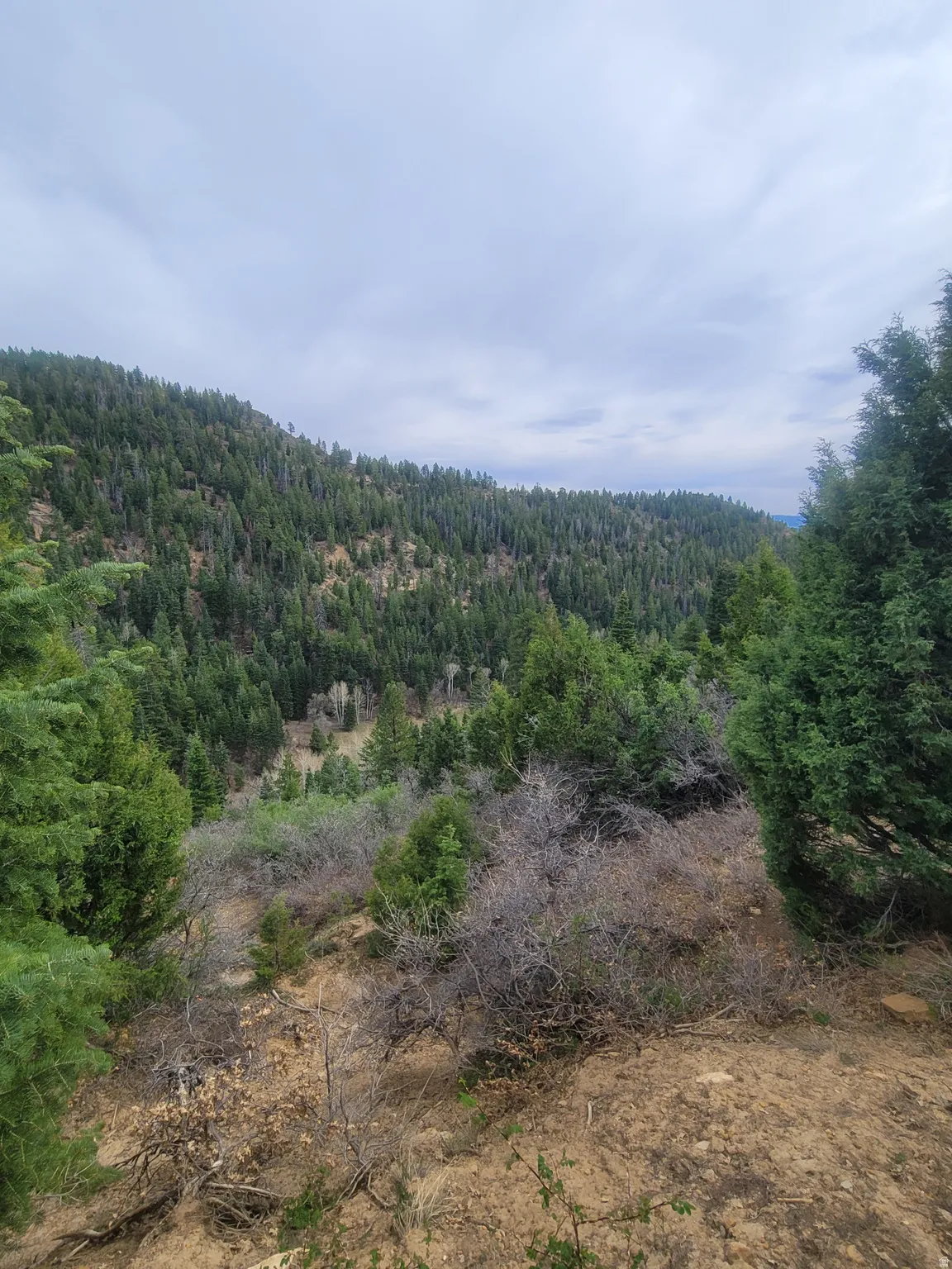 View of mountain background with a forest