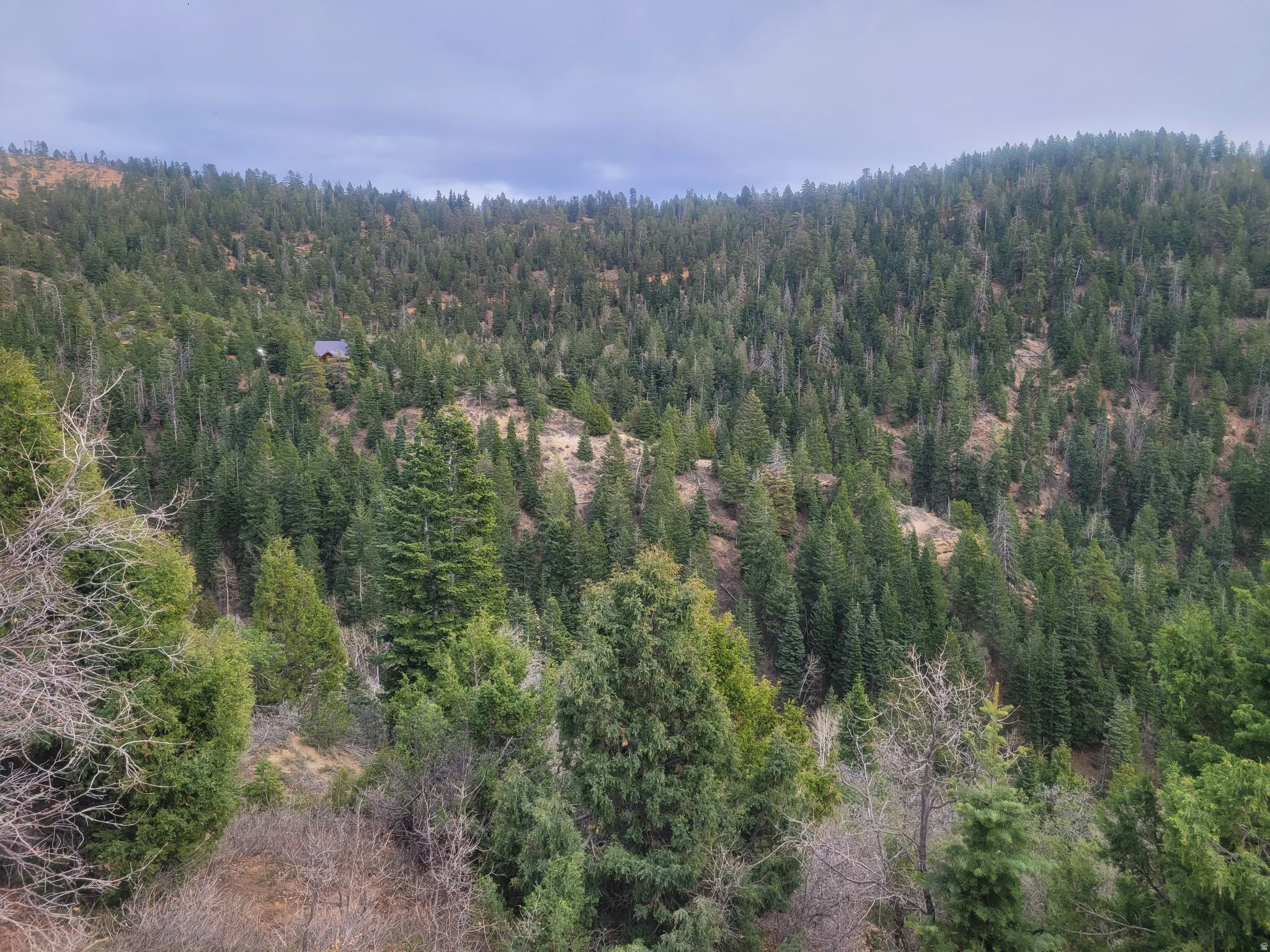 Aerial view of a heavily wooded area