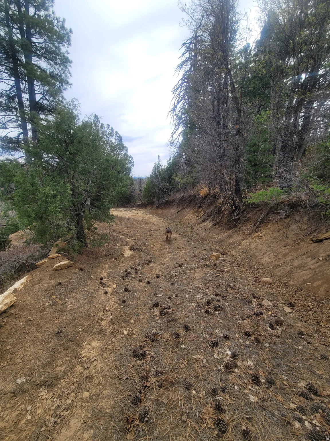 View of dirt / gravel road
