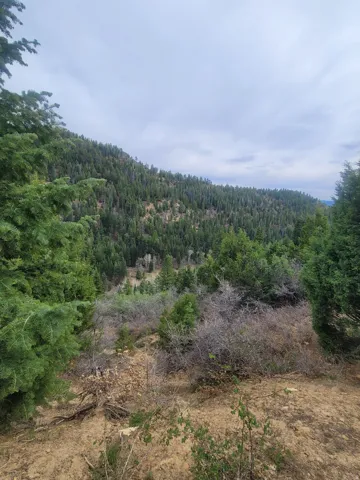 View of tree filled area