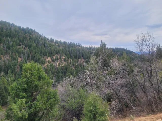 View of wooded area