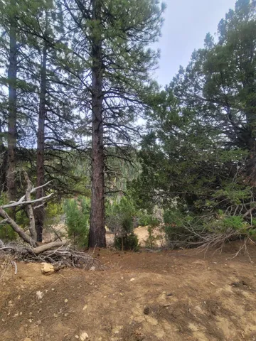 View of local wilderness