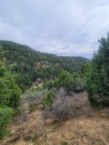 View of mountain background with a forest