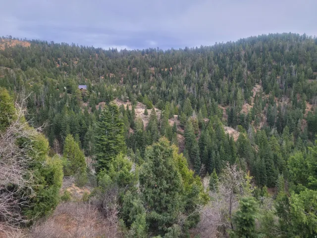 Aerial view of a heavily wooded area
