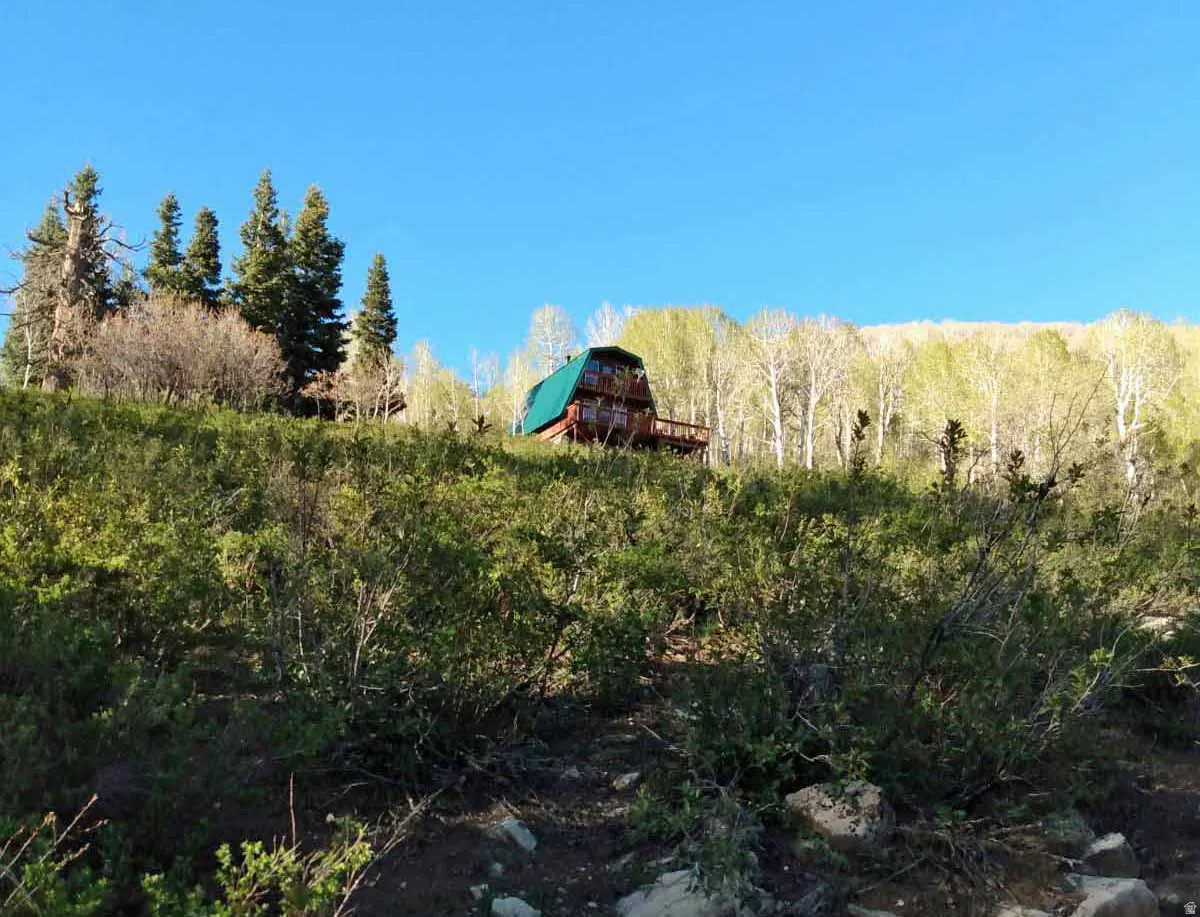 View of local wilderness