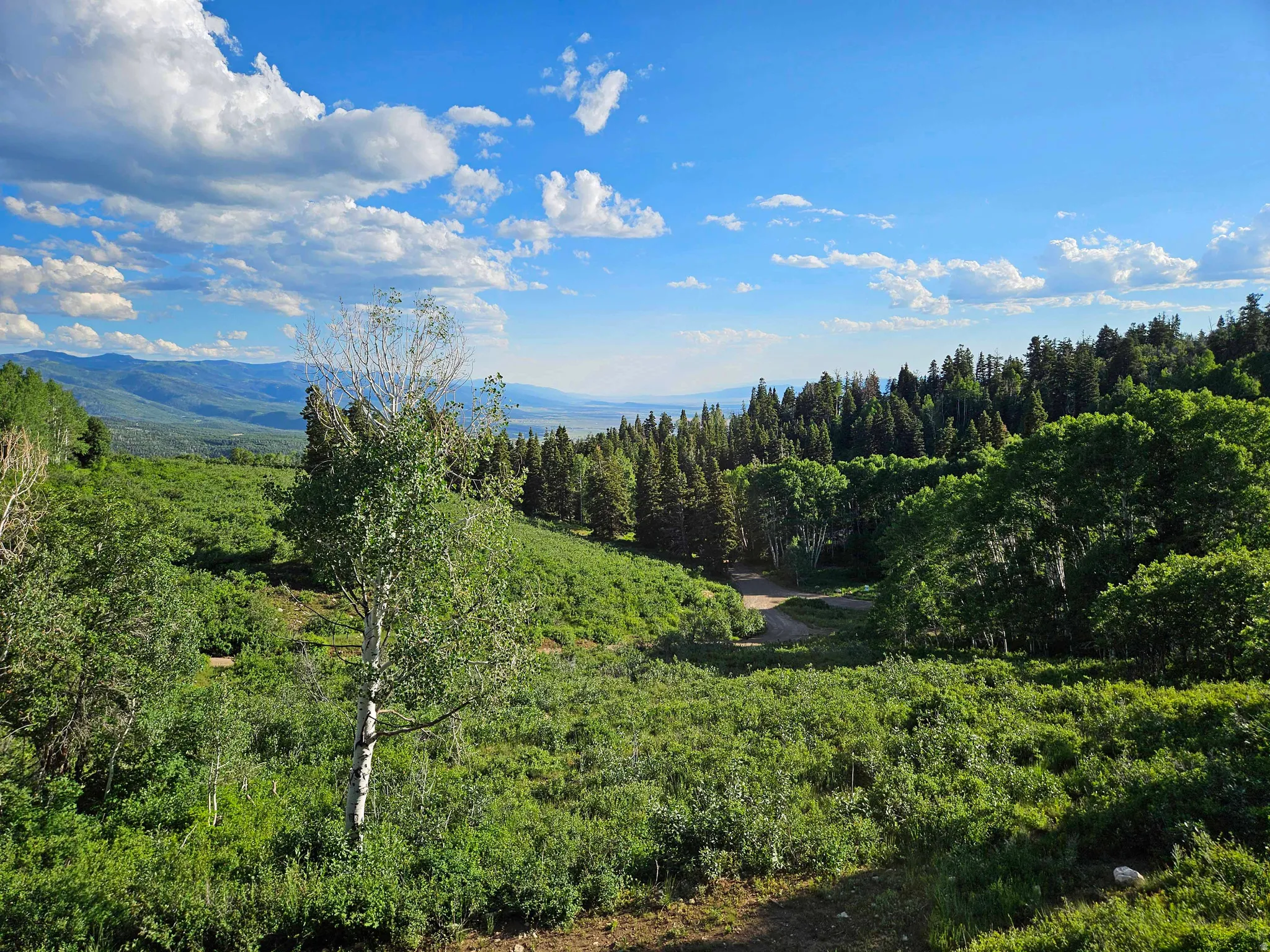 View of mountain background featuring a forest