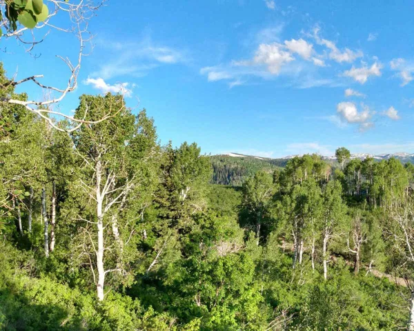 View of wooded area