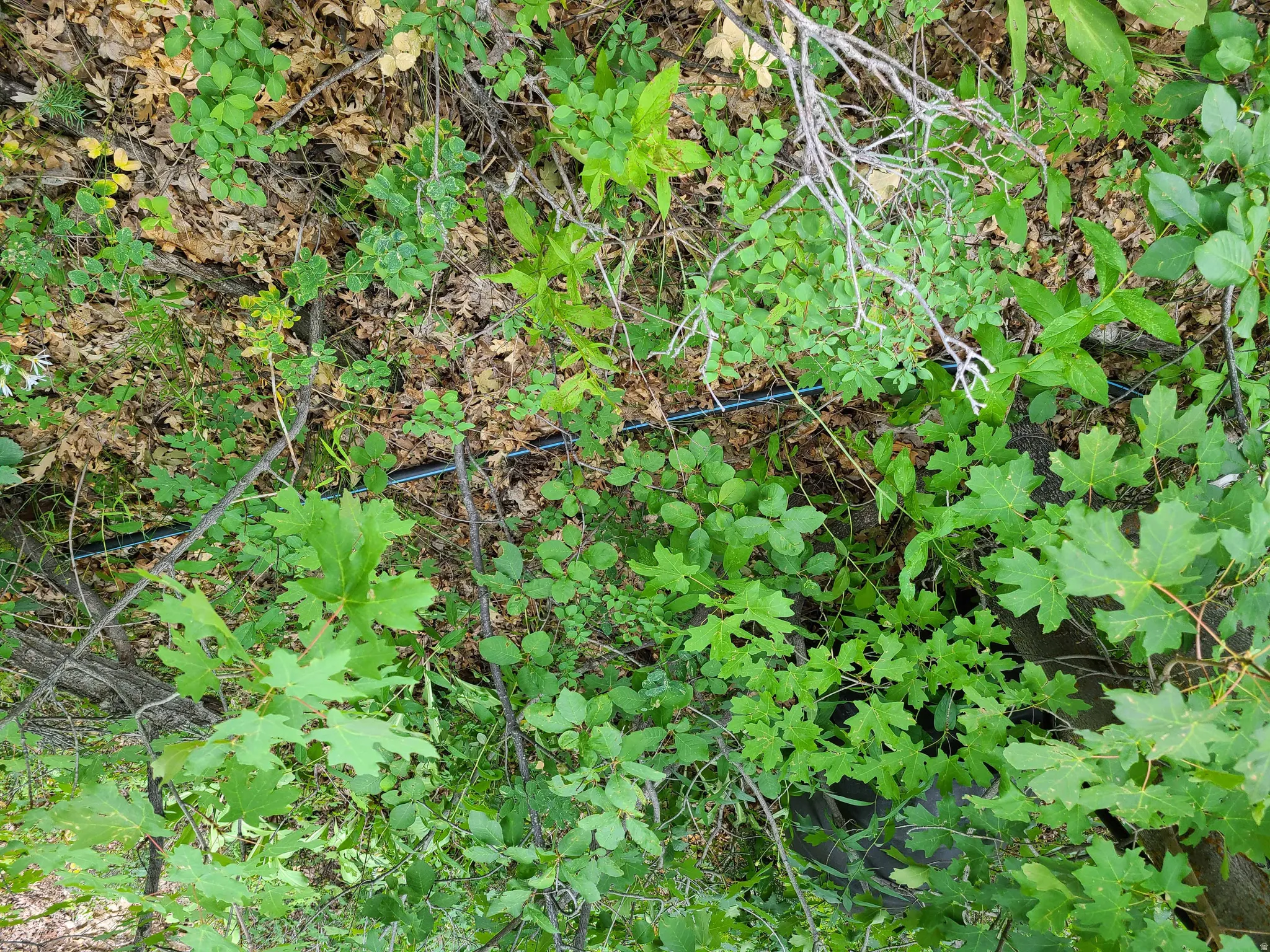 View of nature