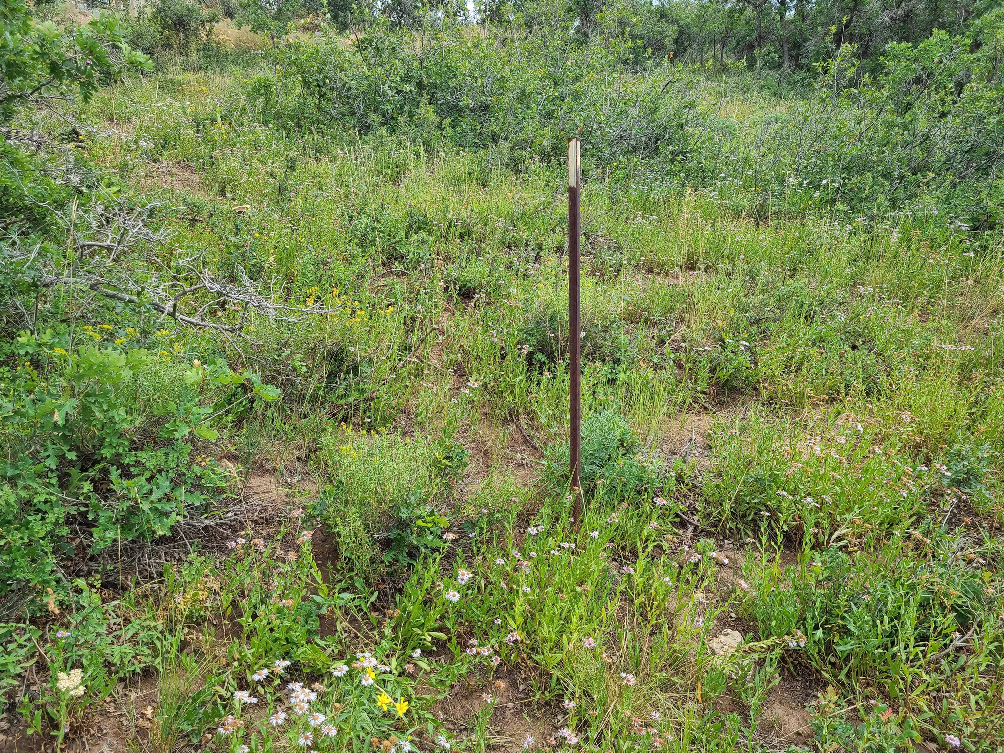 View of local wilderness