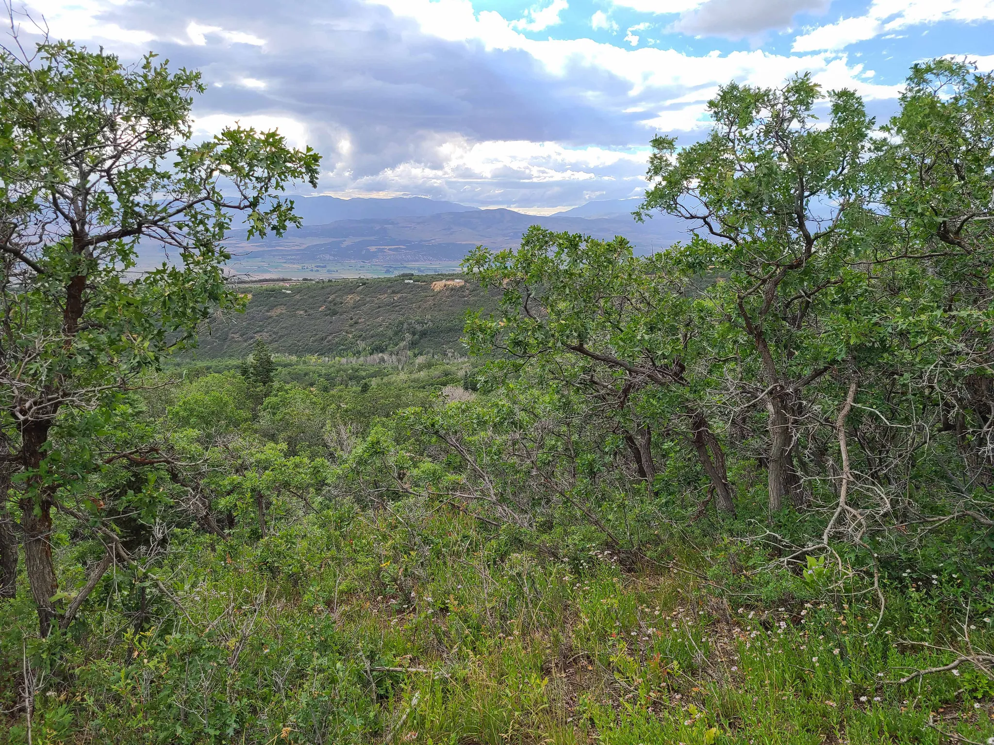 View of mountain backdrop with a heavily wooded area